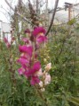 /album/fiori1/p3073344-2-jpg1/